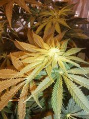 DSCF4317