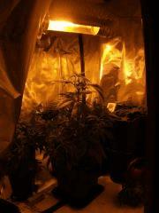 WHITE SKUNK A CRO +24 FLO+2