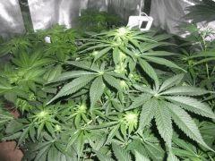W.SKUNK  A FLO+23  ELLE A DE L'AVANCE PAR RAPPORT AUX AUTRES