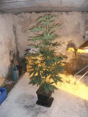 1M30 sous hps hybride 400w avec cooltube ventiler