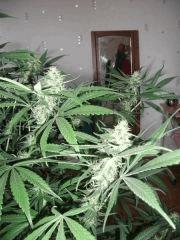 DSCF4496