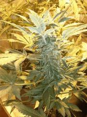 1 CULTURE hps 400w hybride, white skunk et ladyburn 1974