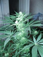 DSCF4404
