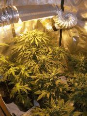 DSCF4504