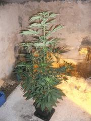 W.SKUNK   1M30   A  FLO +23