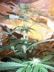 flo ,20   white skunk