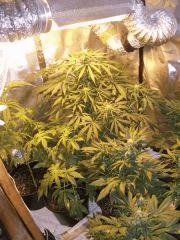 DSCF4505