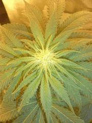 DSCF4281