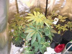 DSCF4094