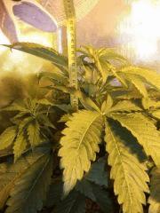 C+ 23 white skunk