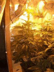 FLO+18 WHITE SKUNK