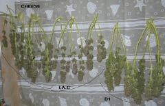 12 all 2
