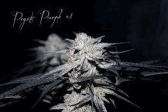 Peyote Purple#1