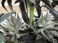 Peyote Purple 75 jrs