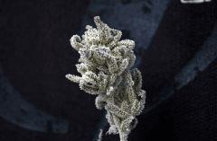 Test PP bud pulvérisée BHO