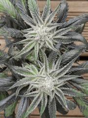 Peyote Purple 75 jrs