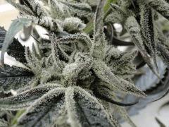 Peyote Purple 75 jrs
