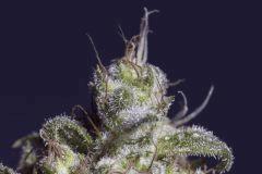 Lemon purps