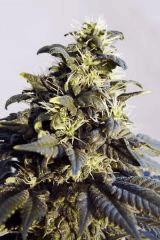 Maple Leaf indica