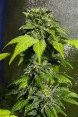 Maple Leaf indica