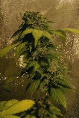 Maple Leaf indica