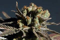 Lemon purps