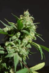 White widow