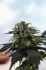 Maple leaf indica