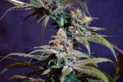 Train wreck