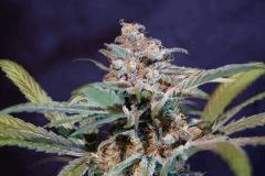 Train wreck