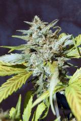 Train wreck