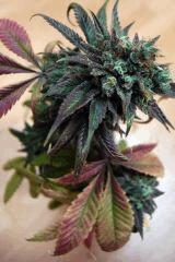 Lemon purps