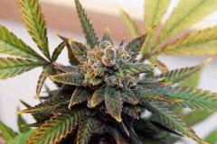 Lemon purps