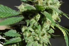 Lemon purps
