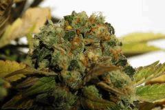 Lemon purps