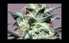 White widow