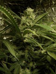 NL#5/haze