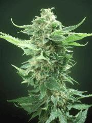 BlueWidow