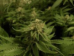 BlueWidow