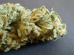 Blue Widow