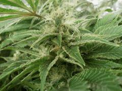 BlueWidow