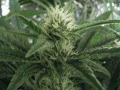 NL#5/haze