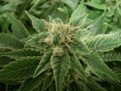 BlueWidow