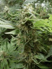 BlueWidow