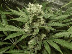 NL#5/Haze