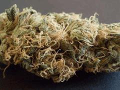 NL#5/Haze