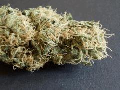 NL#5/Haze
