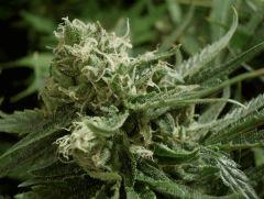 NL#5/Haze