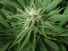 Blue widow