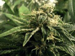 BlueWidow